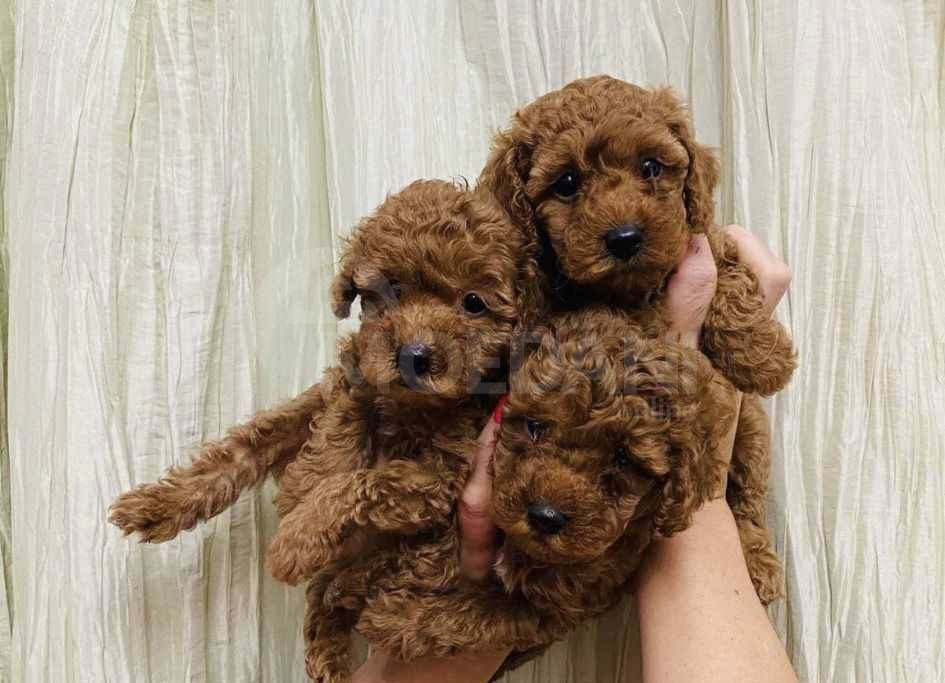 თოი პუდელის ლეკვები Tbilisi - photo 4