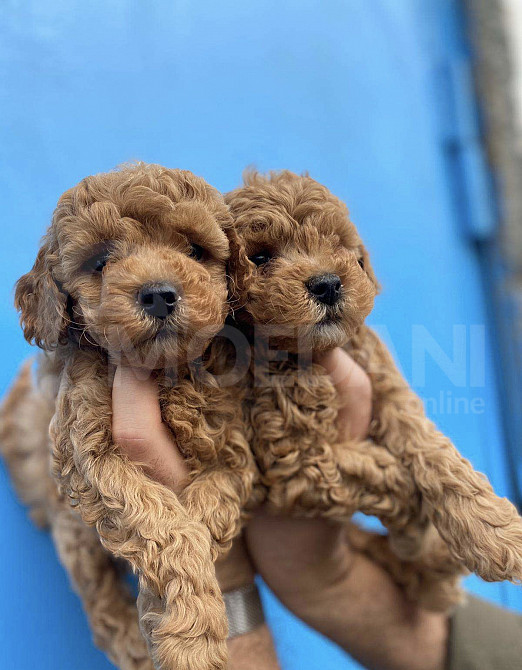 თოი პუდელის ლეკვები Tbilisi - photo 2