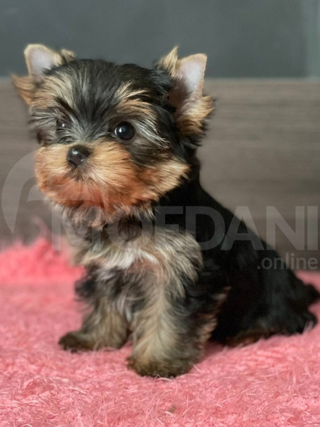 იორკშირ ტერიერის ლეკვები Tbilisi - photo 2