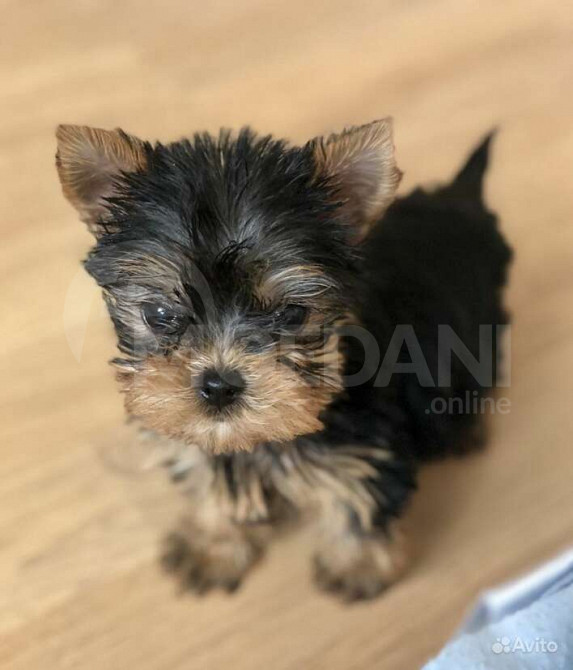 იორკშირ ტერიერის ლეკვები Tbilisi - photo 1