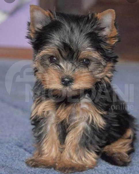 იორკშირ ტერიერის ლეკვები Tbilisi - photo 3