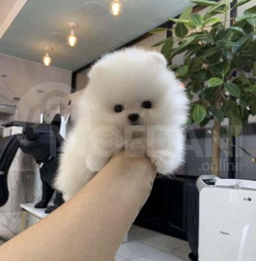 მიკრო პომერანული შპიცი(BOO) Tbilisi - photo 3