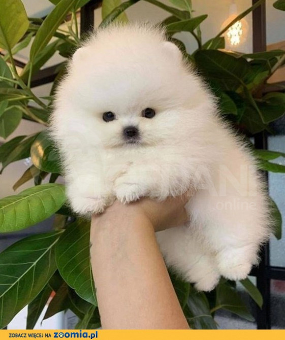 მიკრო პომერანული შპიცი(BOO) Tbilisi - photo 2