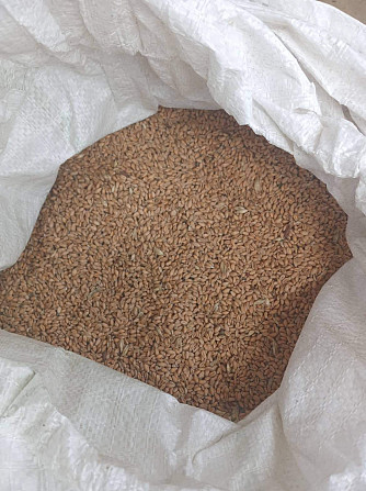 Кахетинская пшеница Сигнахи - изображение 1