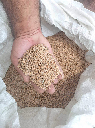 Кахетинская пшеница Сигнахи - изображение 2