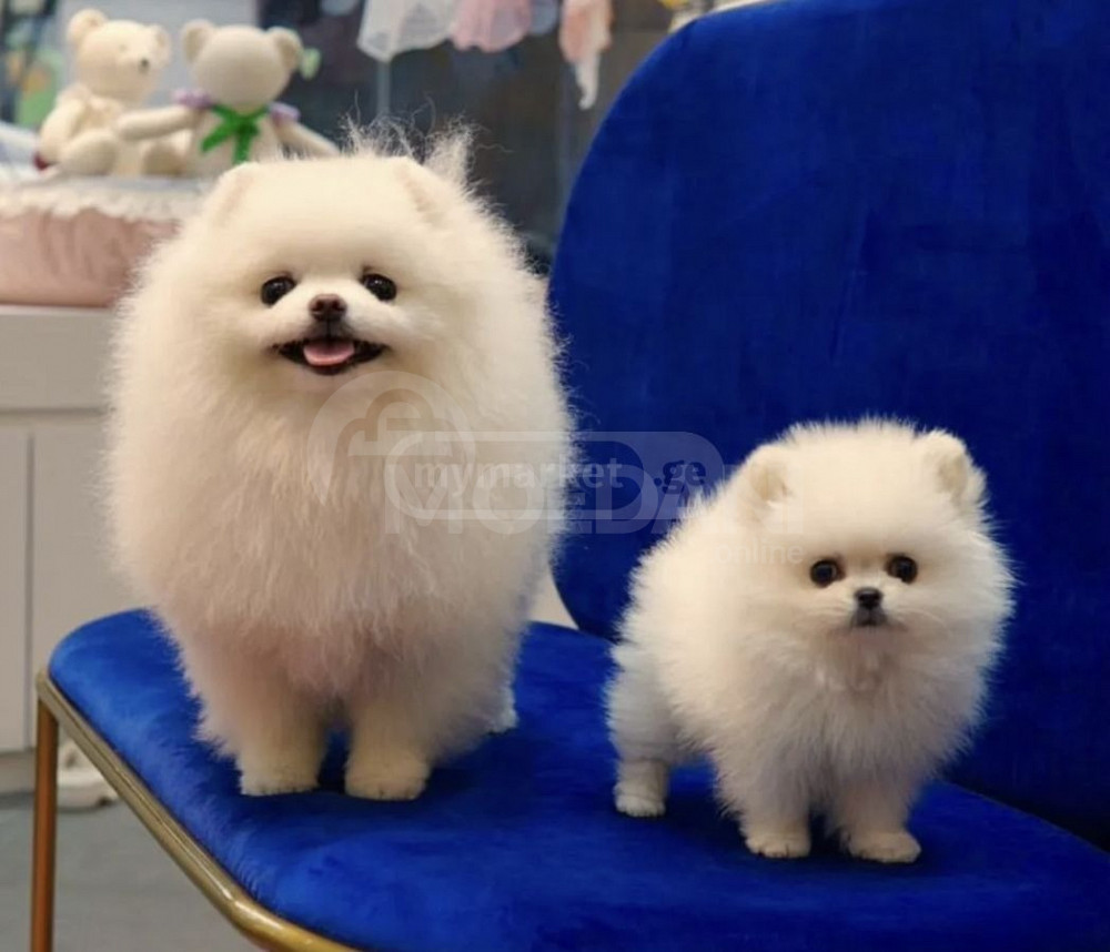 Pomeranian Spitz Tbilisi - photo 3