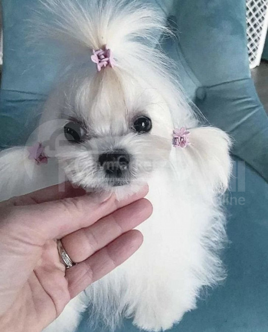 Მინი მალტეზე თბილისი - photo 4