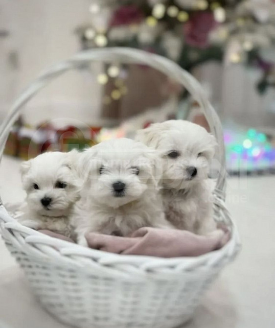 Მინი მალტეზე თბილისი - photo 1