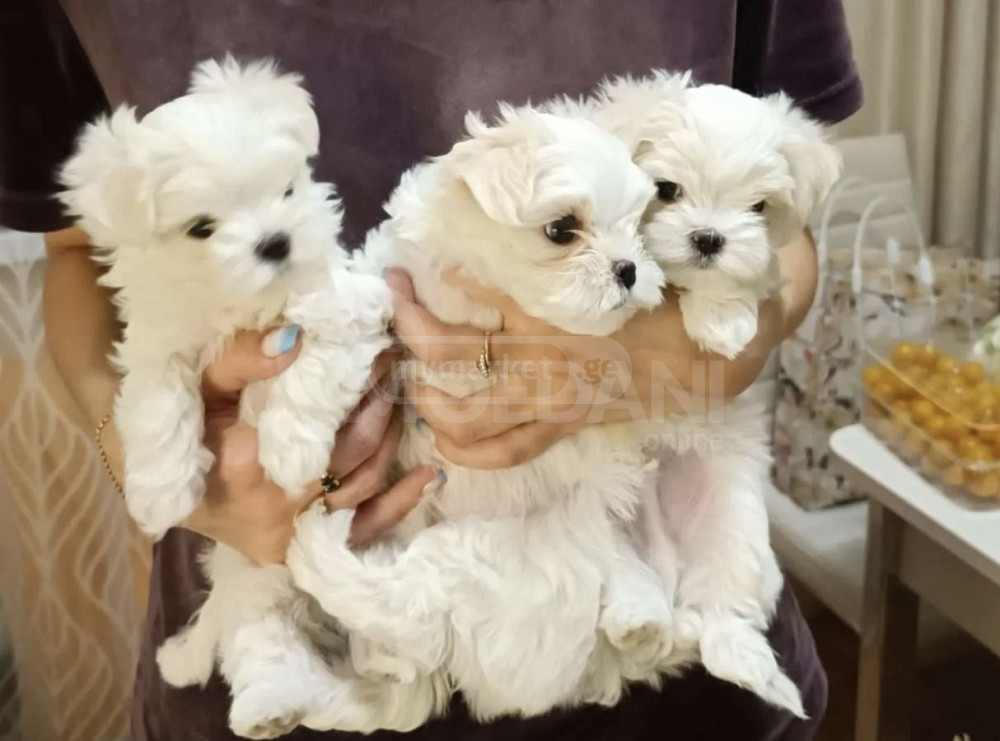 Მინი მალტეზე თბილისი - photo 2