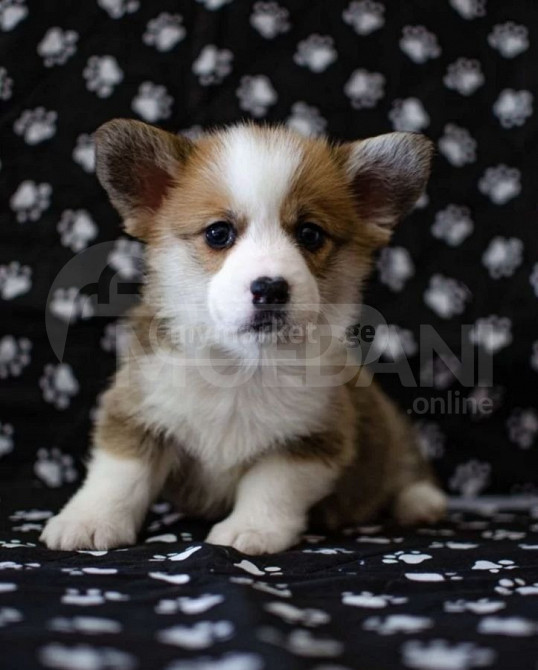 Welsh-Corg Пемброк Тбилиси - изображение 1