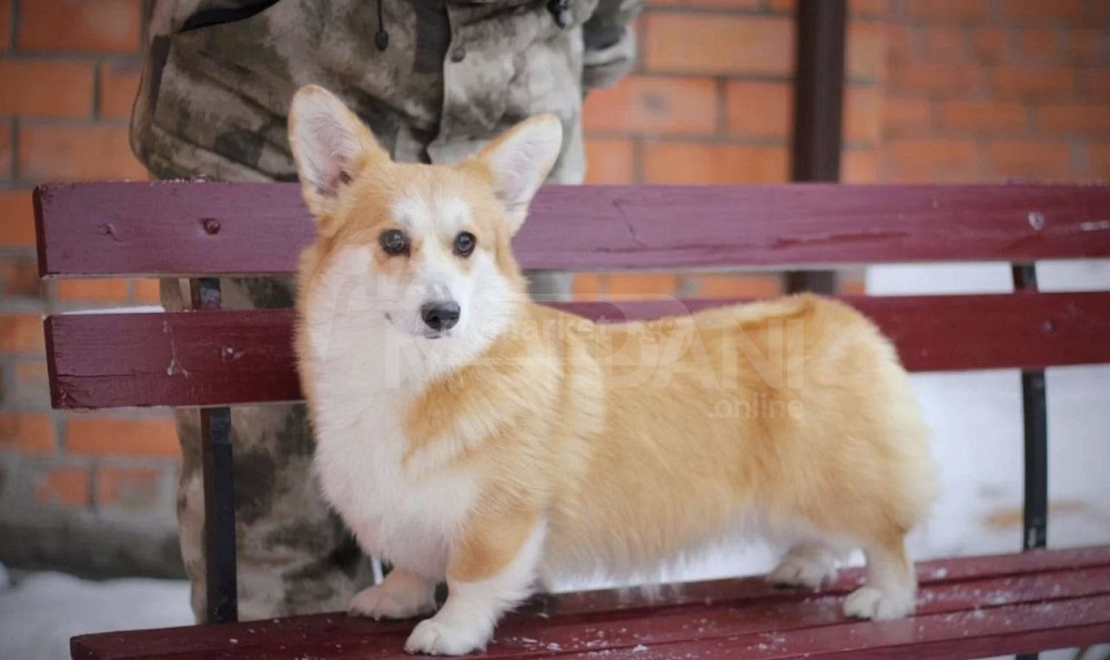 Welsh-Corg Пемброк Тбилиси - изображение 3