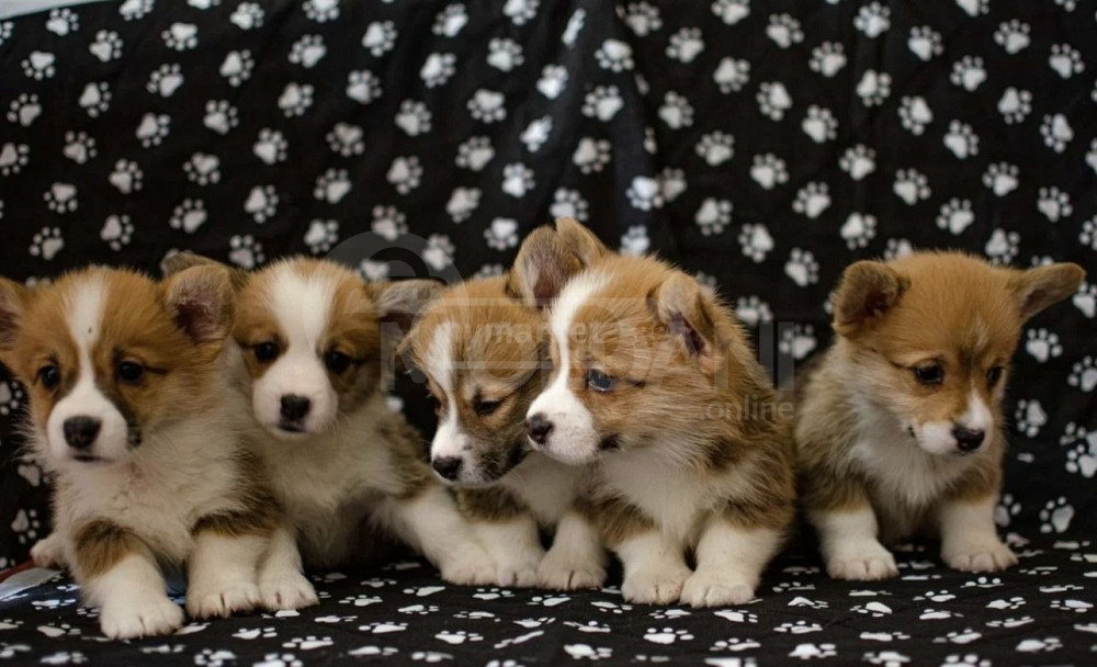 Welsh-Corg Пемброк Тбилиси - изображение 2