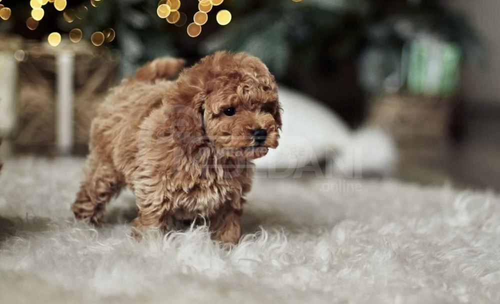 კორეული მალრიპის ლეკვი თბილისი - photo 4