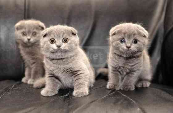 იყიდება სკოტიშის ჯიშის კნუტები Scottish fold kitten თბილისი
