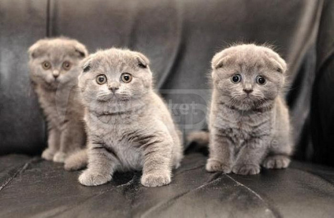 იყიდება სკოტიშის ჯიშის კნუტები Scottish fold kitten თბილისი - photo 1