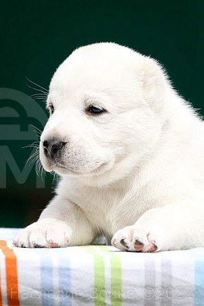 ფასი შეთანხმებით Alabay puppy boy, documents,. vaccination თბილისი - photo 2