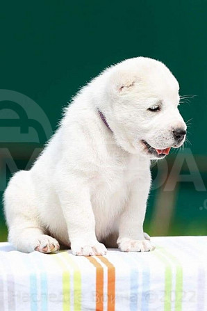 ფასი შეთანხმებით Alabay puppy boy, documents,. vaccination თბილისი - photo 1
