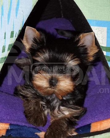 Yorkshire terrier puppies 2 months old Tbilisi - photo 1