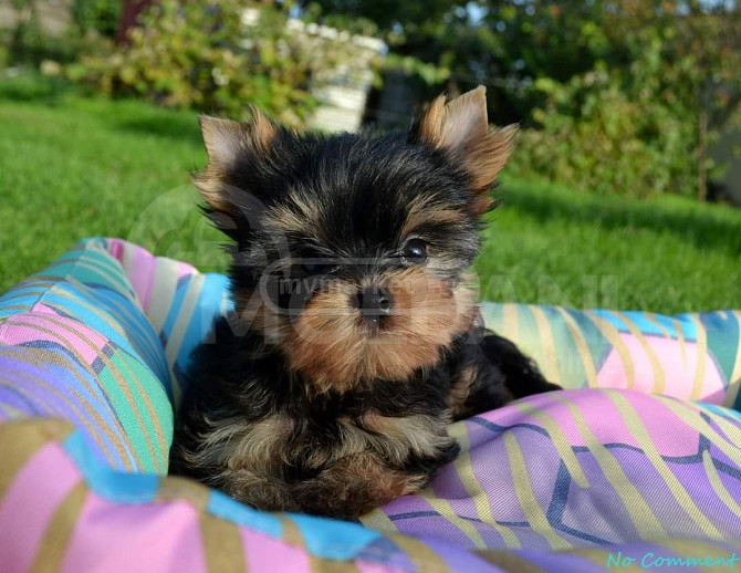 Yorkshire terrier puppies 2 months old Tbilisi - photo 3