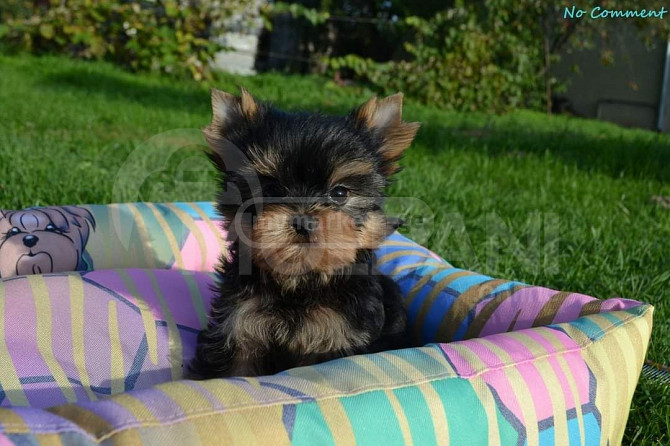 Yorkshire terrier puppies 2 months old Tbilisi - photo 2