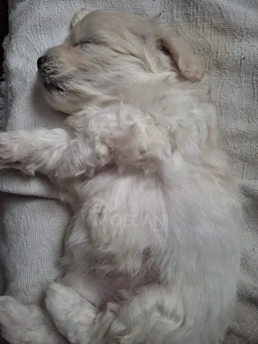 Maltipoo Tbilisi - photo 2