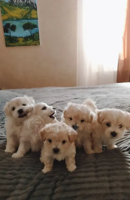 Maltipoo Tbilisi - photo 3