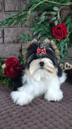 იყიდება ბივერ იორკშირის ლეკვი, იაფად, საერთაშორისო ვეტერინარული პასპორტით, მიკროჩიპით, მეგობრული, ახლახან ჩამოსული. თბილისი