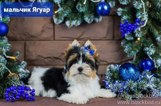 იყიდება ბივერ იორკშირის ლეკვი, იაფად, საერთაშორისო ვეტერინარული პასპორტით, მიკროჩიპით, მეგობრული, ახლახან ჩამოსული. თბილისი