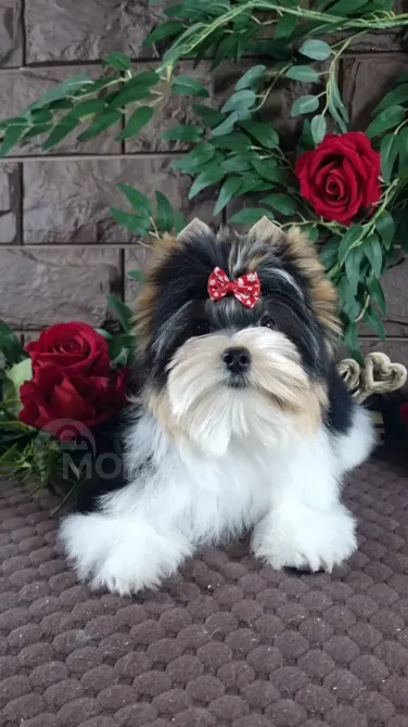 Продам щенка Бивер Йорка Недорого, международный ВетПаспорт, чипирован, дружелюбный, только приехал Тбилиси - изображение 1