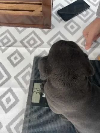 Кане Корсо Кутаиси