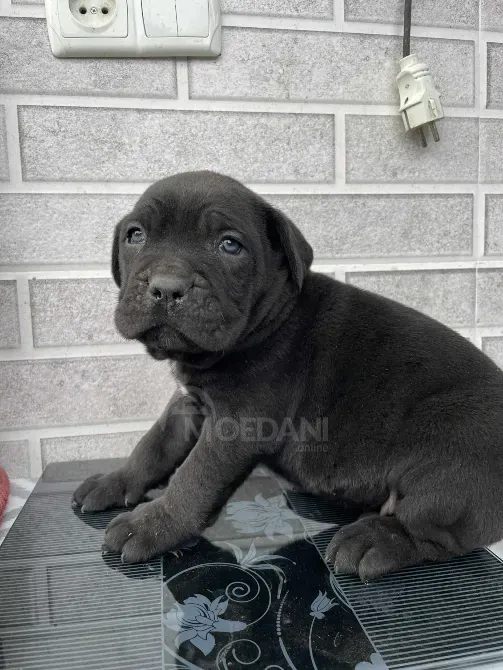 კანე კორსო ქუთაისი - photo 1