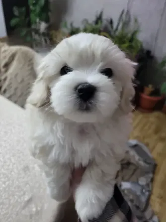 Maltipoo / Maltipoo Tbilisi