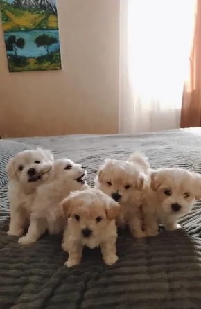 Maltipoo / Maltipoo Tbilisi