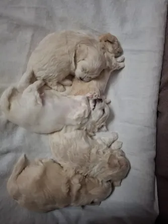 Maltipoo / Maltipoo Tbilisi