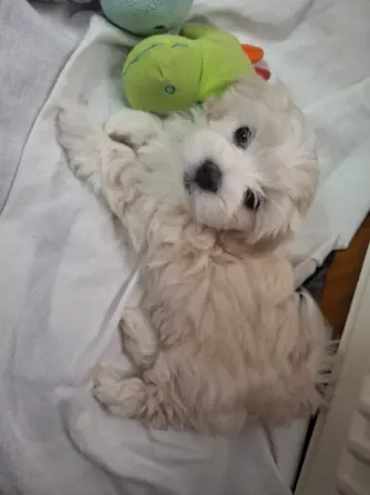 Maltipoo / Maltipoo Tbilisi