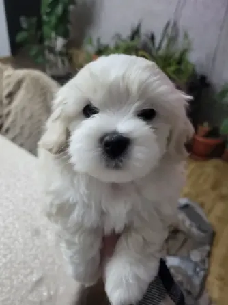 Maltipoo / Maltipoo Tbilisi