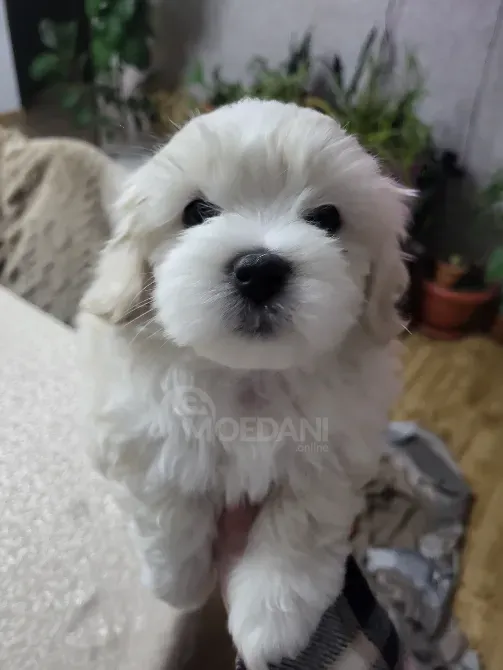 Maltipoo / Maltipoo Tbilisi - photo 4