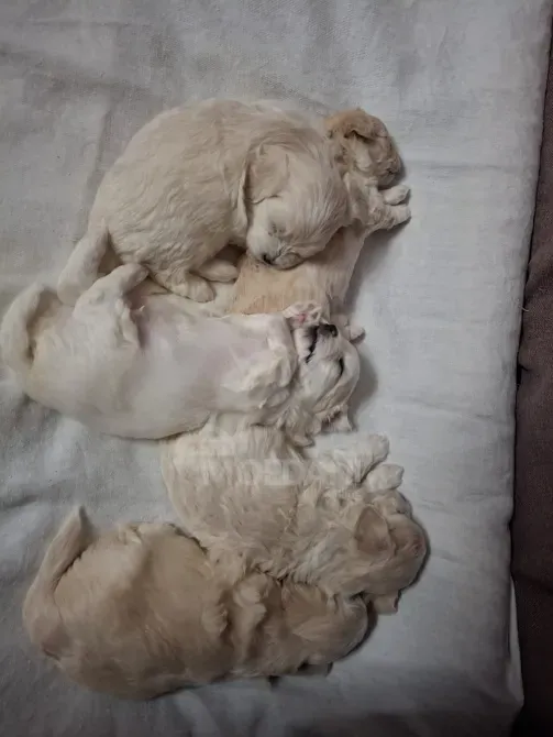 Maltipoo / Maltipoo Tbilisi - photo 5