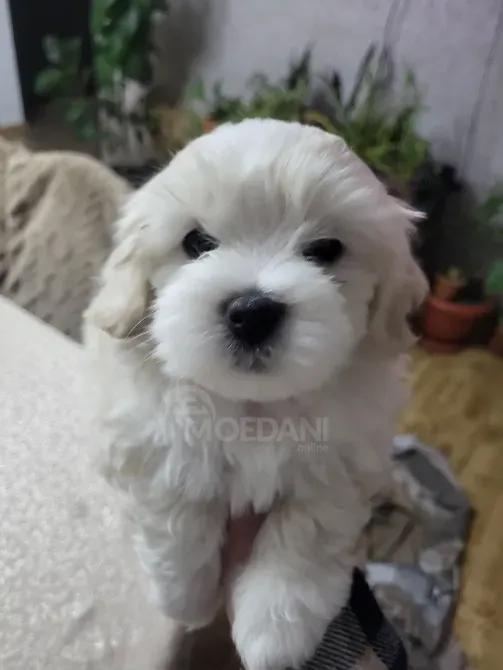 Maltipoo / Maltipoo Tbilisi - photo 3