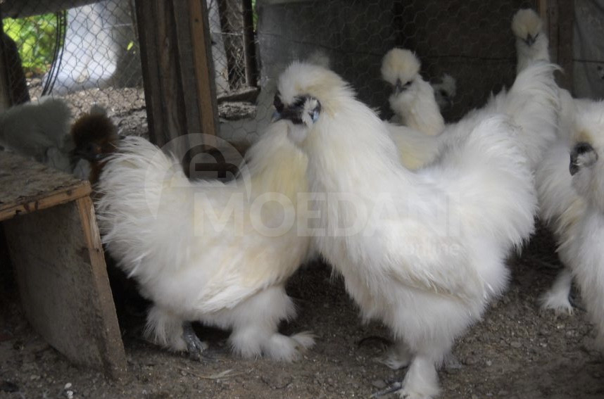 აბრეშუმის ქათმები Tbilisi - photo 5