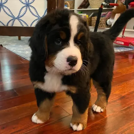 ბერნის მთის ლეკვები ხელმისაწვდომია. თბილისი