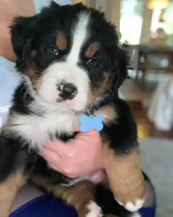 ბერნის მთის ლეკვები ხელმისაწვდომია. თბილისი