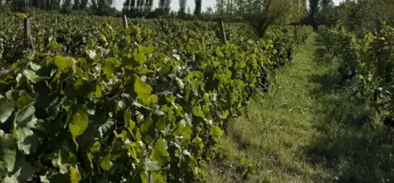 იყიდება მიწის ნაკვეთი 2889м² კასპი