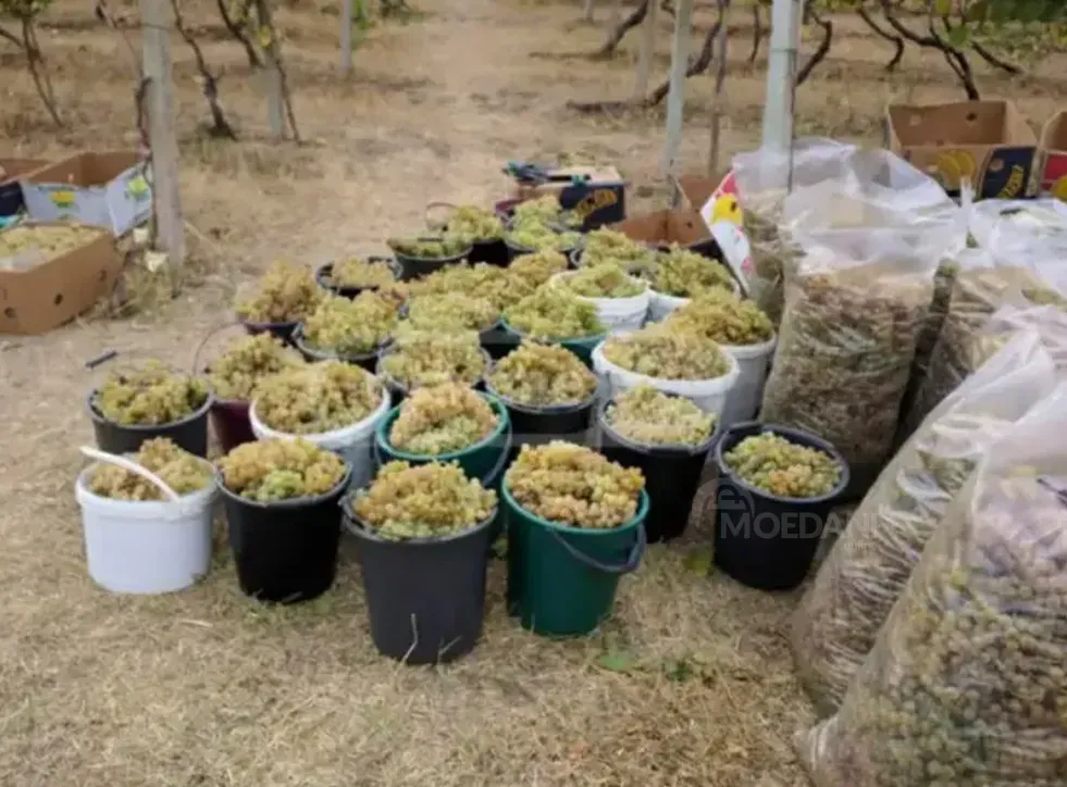 იყიდება მიწის ნაკვეთი 2889м² კასპი - photo 2