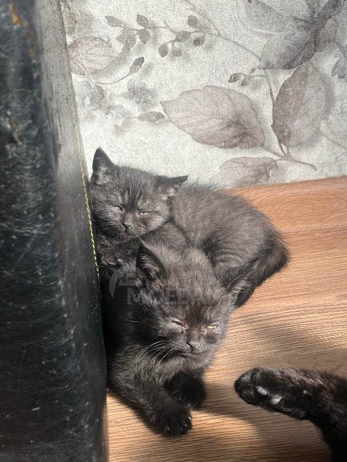 British cat Tbilisi - photo 2