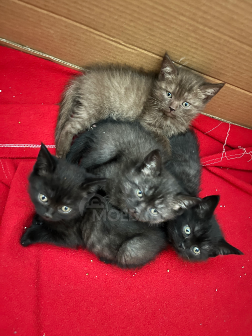 British cat Tbilisi - photo 3