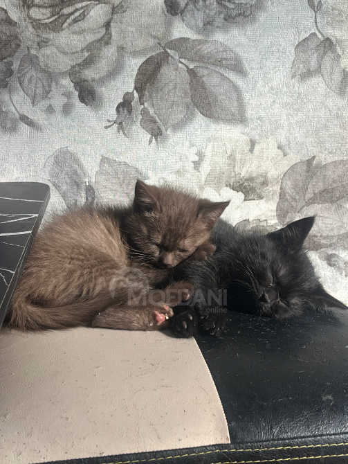 British cat Tbilisi - photo 1