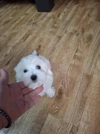 Მალტიპუ/ maltipoo თბილისი