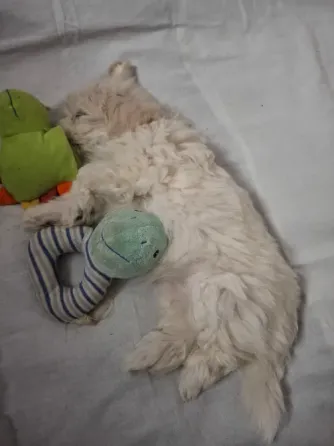 Მალტიპუ/ maltipoo თბილისი