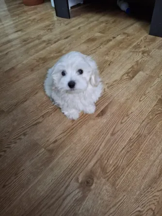 Მალტიპუ/ maltipoo თბილისი